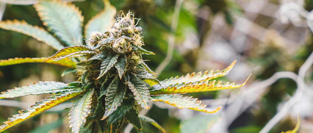 cannabis cannabis