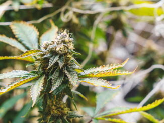 cannabis