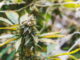 cannabis
