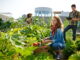 Urban Gardening